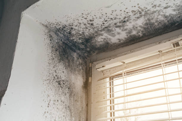Affordable Crawl Space Mold Removal solutions in Rolling Meadows, IL